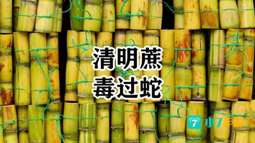清明蔗毒过蛇真正原因