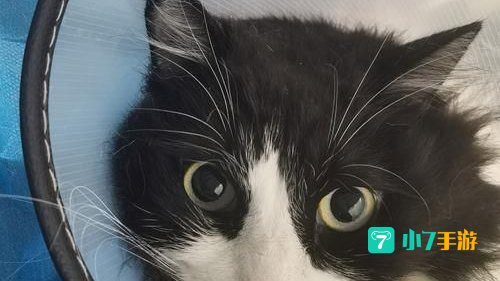 圈小猫