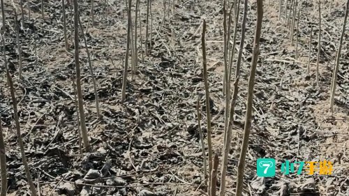 全国最大的核桃种苗输出地